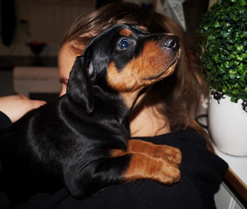Pinscher * Xélanc Beauty Bentz 5 veckor 